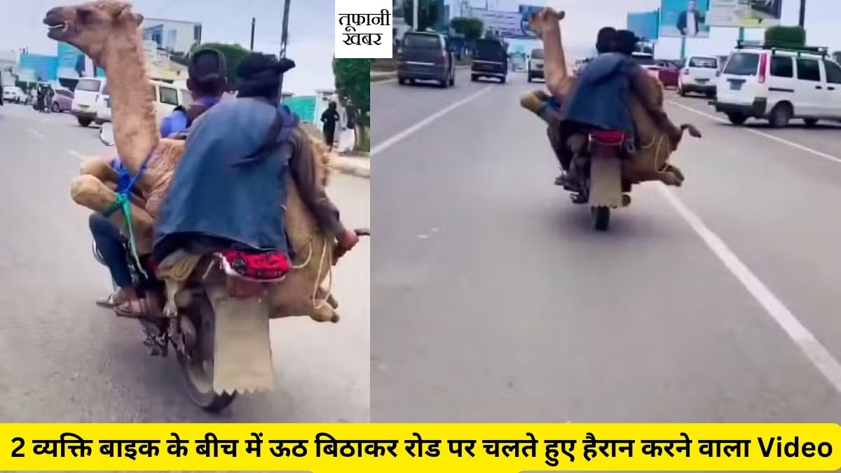 Viral Video two man on bike with his camel