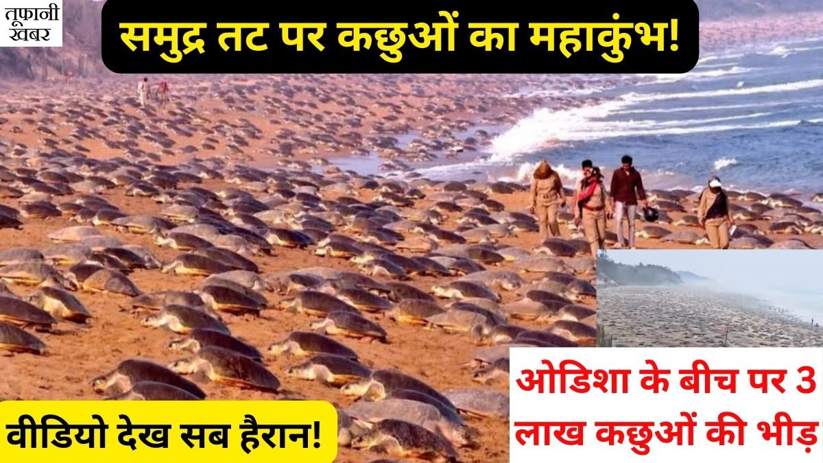 Olive Ridley Turtles